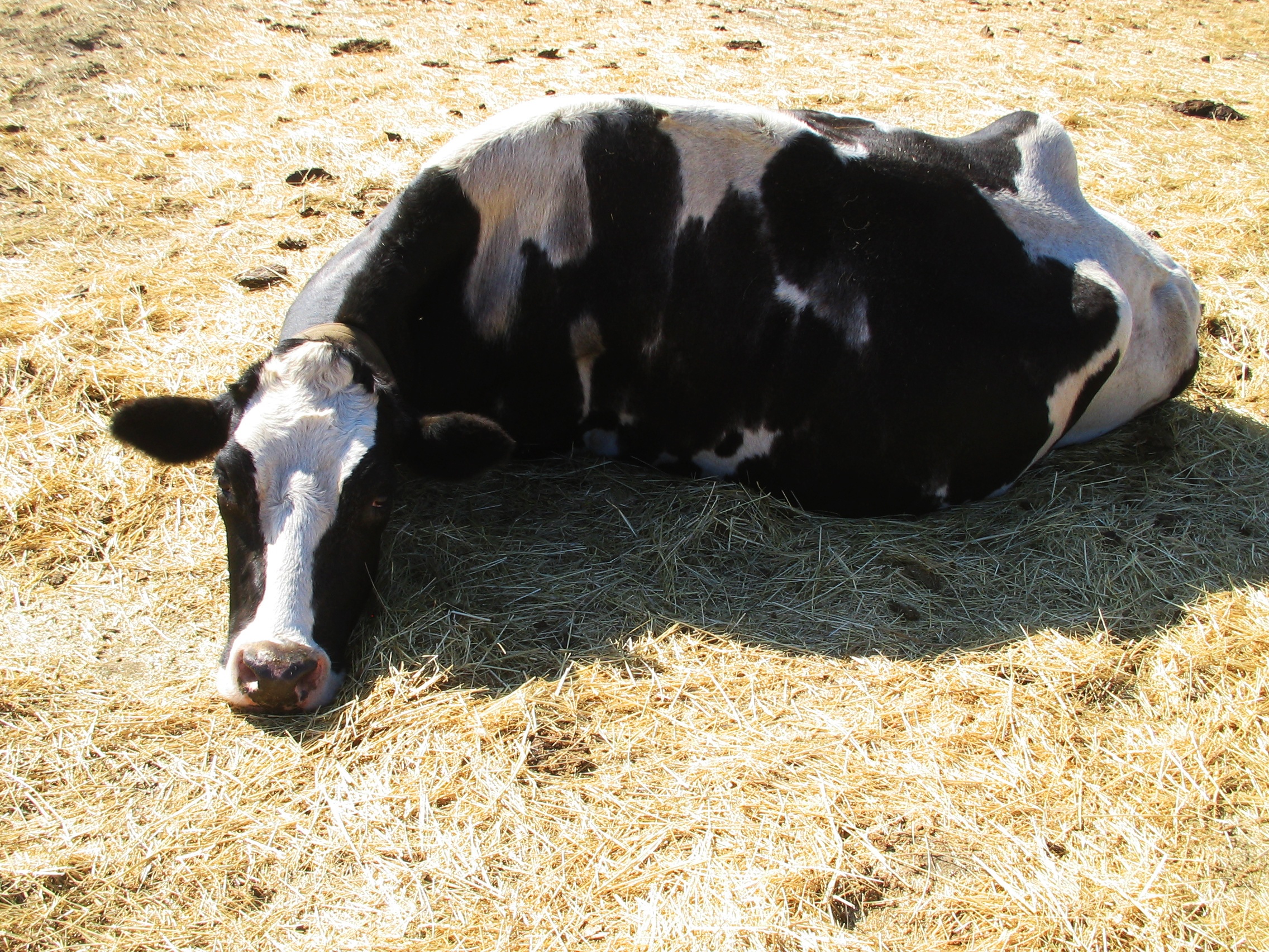 Causas de la cetosis bovina Causas de la cetosis bovina